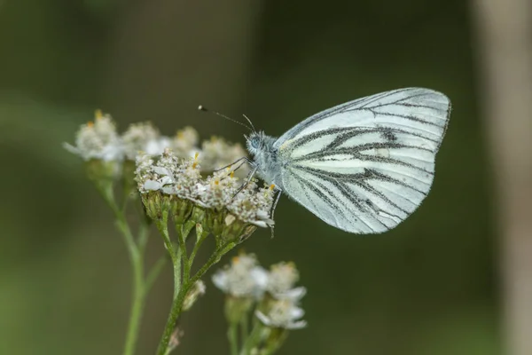 緑の脈が白い花の上に座り — ストック写真