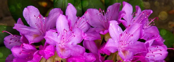 Foto Primer Plano Hermoso Rhododendron Rosa — Foto de Stock