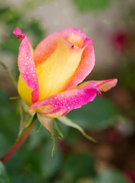 Yellow Rose Flower Blurred Green Background — Stock Photo, Image