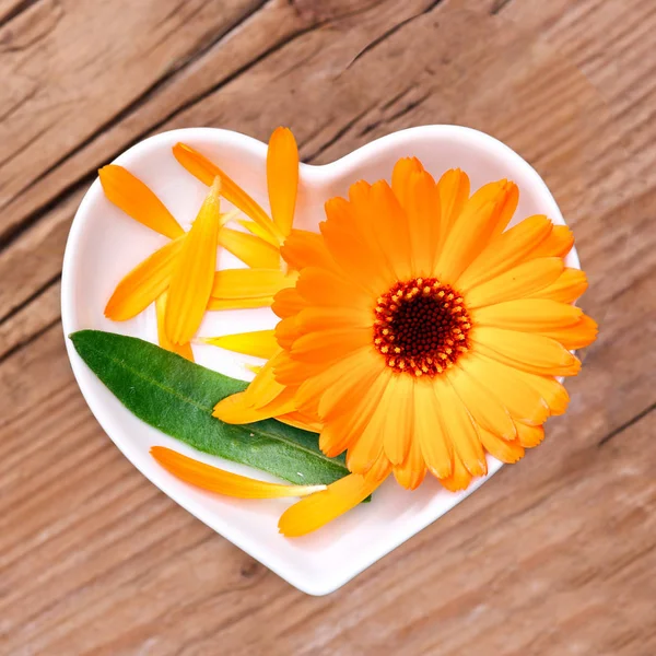 Omeopatia Cottura Con Erbe Medicinali Calendula — Foto Stock