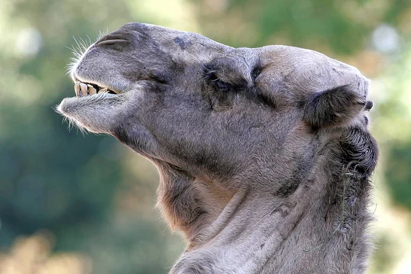 Dromedaren Även Kallad Den Arabiska Kamelen Stor Jämn Hovdjur Med — Stockfoto