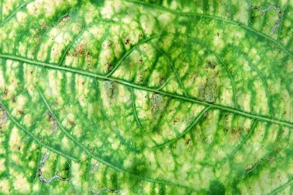 Textura Verde Folha Retoque Com Programa — Fotografia de Stock