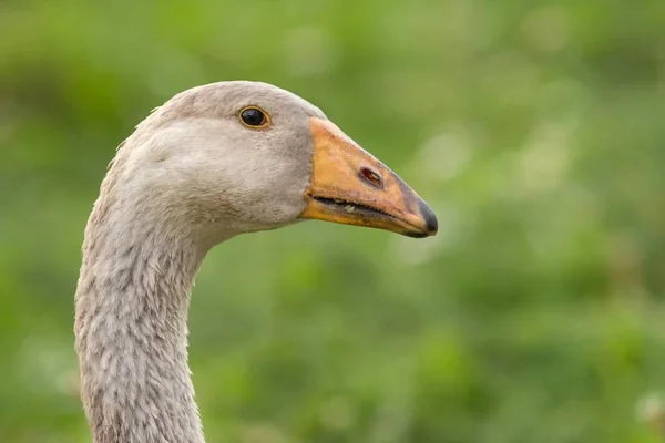 Malebný Pohled Husí Ptáka Přírodě — Stock fotografie