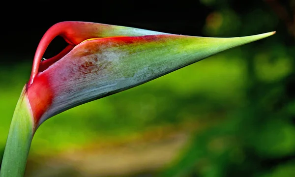 Strelitzia Reginae Flor Planta Tropical — Fotografia de Stock