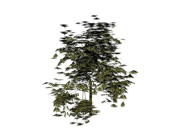Yeşil Bitkisi Olan Bir Ağacın Silueti — Stok fotoğraf