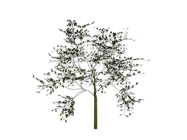 Silhueta Vetorial Uma Árvore Isolada Fundo Branco — Fotografia de Stock