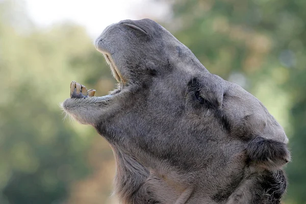 Dromedaren Även Kallad Den Arabiska Kamelen Stor Jämn Hovdjur Med — Stockfoto