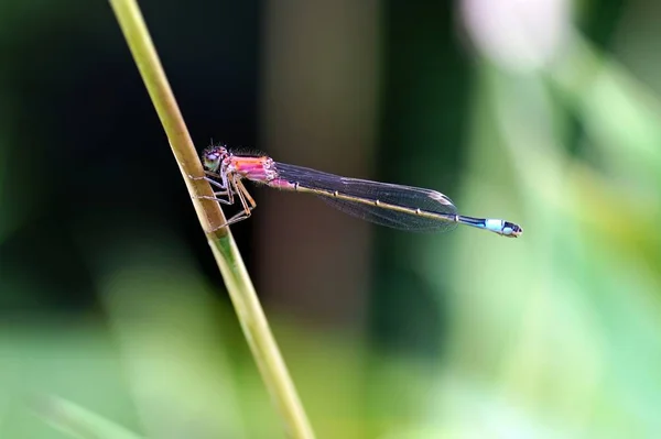 Close Macro View Van Libelle Insect — Stockfoto