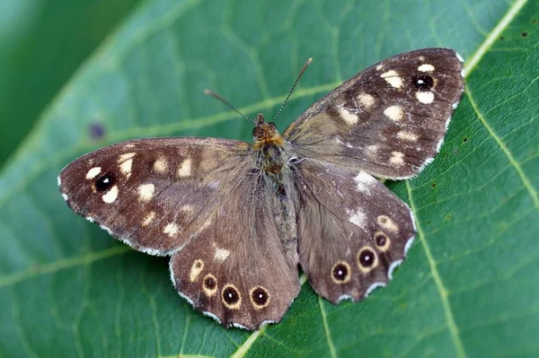 Vue Rapprochée Beau Papillon Coloré — Photo