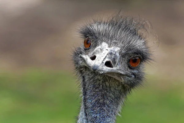 Fågel Tema Pittoreska Skott — Stockfoto