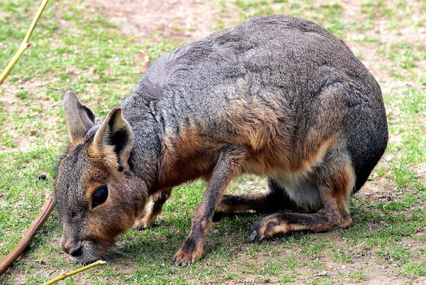 Kangoeroe Dier Australisch Zoogdier — Stockfoto