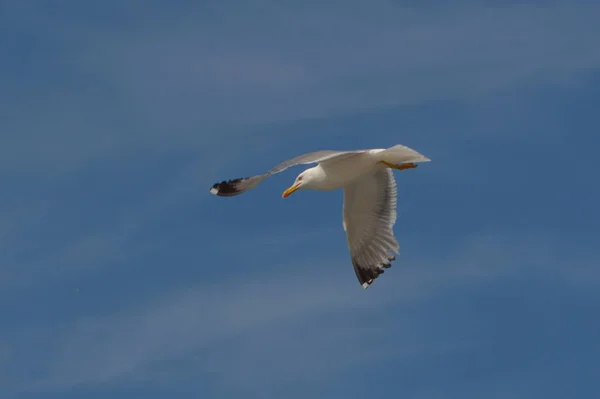 Vacker Utsikt Över Vackra Måsfåglar Naturen — Stockfoto