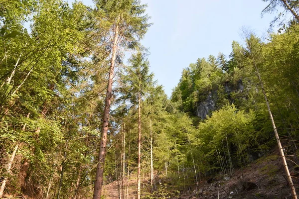 Erdő Fák Fatörzs Csonk Lienz Dolomitok Alter Lásd Tristacher Lásd — Stock Fotó