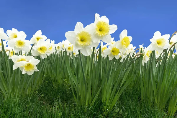 Blossoming Daffodils Meadow Front Blue Sky — Stock Photo, Image