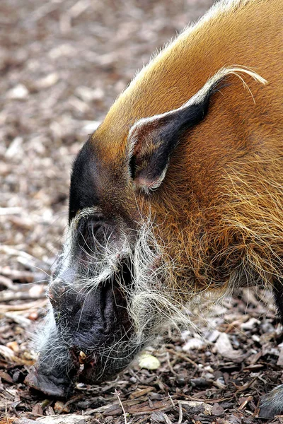 Een Close Van Een Slapend Varken — Stockfoto