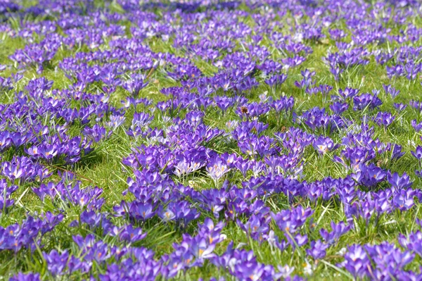 Fleurs Crocus Flore Printanière — Photo