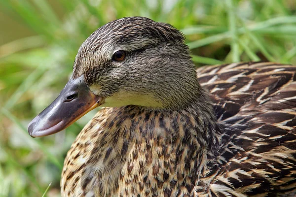 Malowniczy Widok Uroczy Kaczka Krzyżówka Naturze — Zdjęcie stockowe