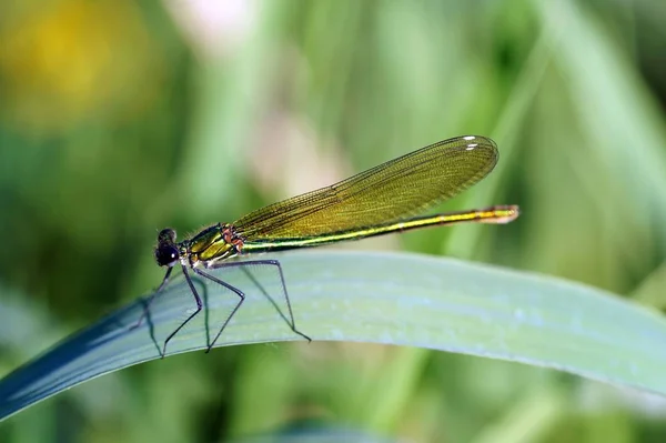 Vista Macro Primer Plano Del Insecto Libélula —  Fotos de Stock