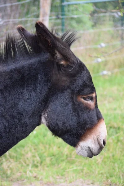 Osel Latinský Equus Asinus Asinus Profilu Ušima Připevněnýma — Stock fotografie