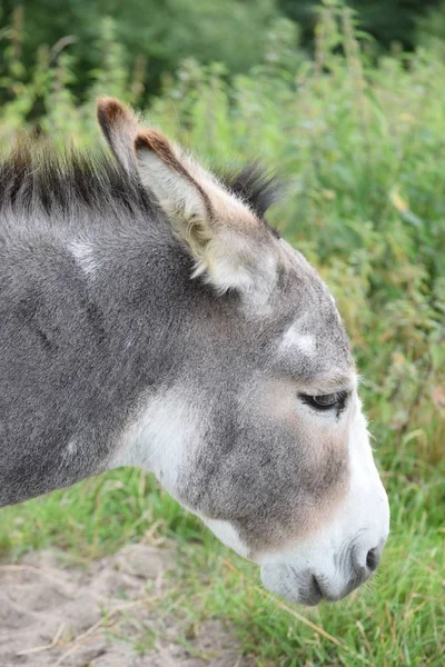 Ослик Латинский Equus Asinus Asinus Профильный Прикрепленными Ушами — стоковое фото