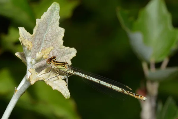Entomologia Odonata Owad Ważka — Zdjęcie stockowe