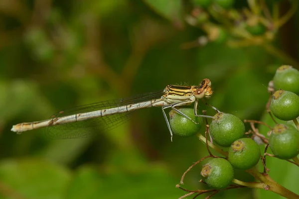 Entomologie Odonata Vážný Hmyz — Stock fotografie