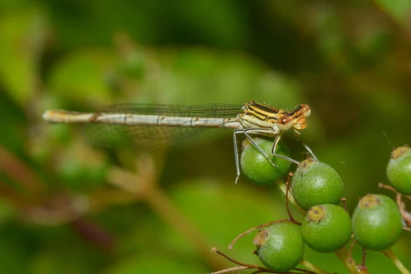 Entomologia Odonata Owad Ważka — Zdjęcie stockowe