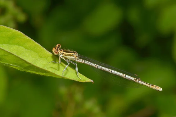 蜻蜓昆虫 有翅膀的小昆虫 — 图库照片