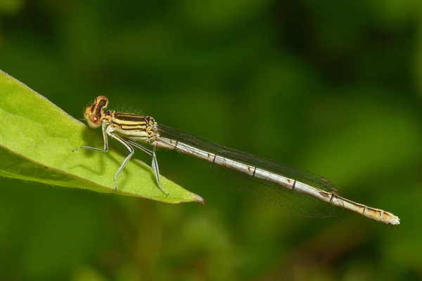 Libelleninsekt Kleiner Käfer Mit Flügeln Der Natur — Stockfoto