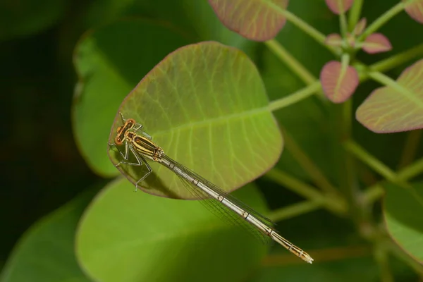 Odonata Λιβελούλα Στη Χλωρίδα Της Φύσης — Φωτογραφία Αρχείου