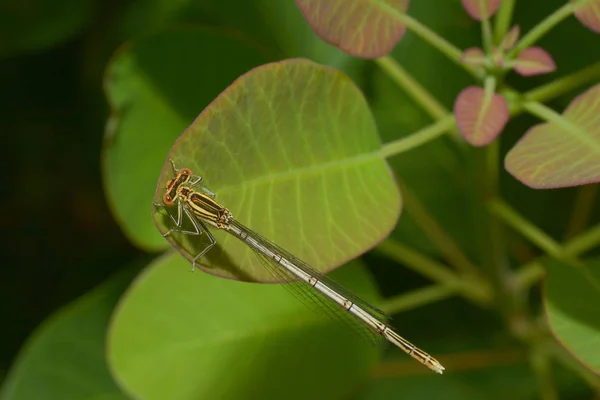 Odonate Libellule Dans Flore Naturelle — Photo