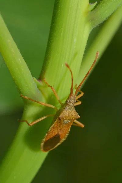 Lederwanze Bush — Stockfoto