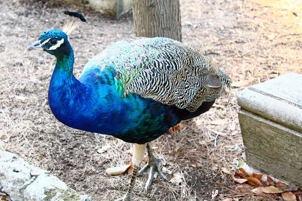 Vue Panoramique Oiseau Paon Vie Sauvage — Photo