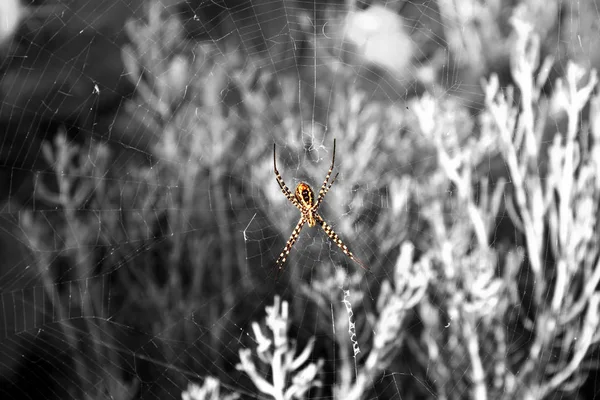 Aranha Web Está Esperando Por Moscas — Fotografia de Stock