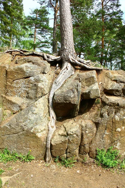 Roots Stone Valaam Island Russia — Foto Stock
