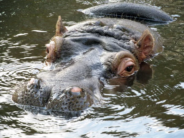 Hippopotame Animal Hippopotame Sauvage — Photo