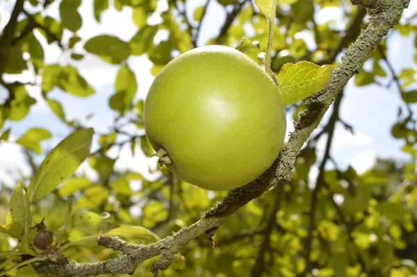 Manzana Verde Árbol Rama — Foto de Stock