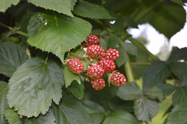 Berries Close Shot Conceito Alimentar Saudável — Fotografia de Stock