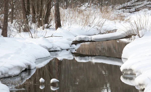 Eau Écoulement Lent Rivière Lesna Hiver Forêt Bialowieza Pologne Europe — Photo