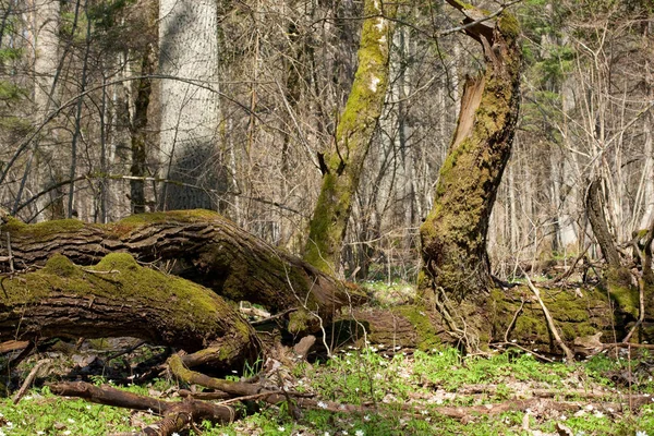 Estante Caduco Floresta Bialowieza Primavera Com Musgo Troncos Carvalho Envolto — Fotografia de Stock