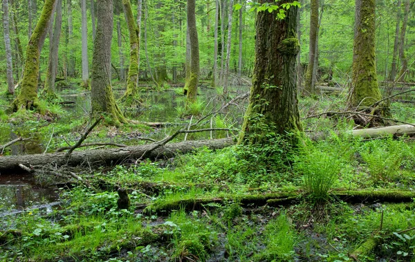 Mos Bedekt Elzenbomen Liggen Het Water Voor Natte Elzenhout Staan — Stockfoto