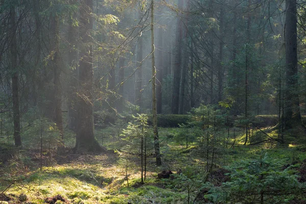 Rayo Sol Entrando Puesto Coníferas Mañana Brumosa Bosque Bialowieza Polonia —  Fotos de Stock