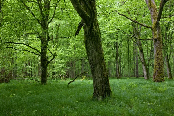 Skuggiga Lövskog Våren Med Färsk Grön Gräsbotten Och Gamla Träd — Stockfoto