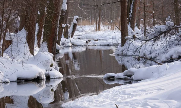 Kışın Lesna Nehrinin Yavaş Akan Suları Bialowieza Ormanı Polonya Avrupa — Stok fotoğraf