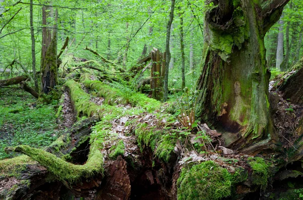 Musgo Árvores Quebrado Morto Envolvido Com Samambaias Cresce Floresta Bialowieza — Fotografia de Stock