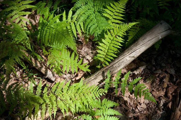 Eğreltiotları Kısmen Çökmüş Ahşap Sopaları Gölgede Bialowieza Ormanlarında Polonya Avrupa — Stok fotoğraf