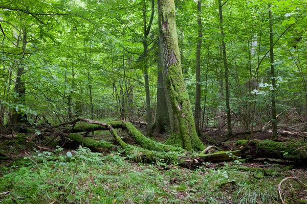 Verse Loofbomen Van Bialowieza Bos Zomer Met Dode Gebroken Eik — Stockfoto