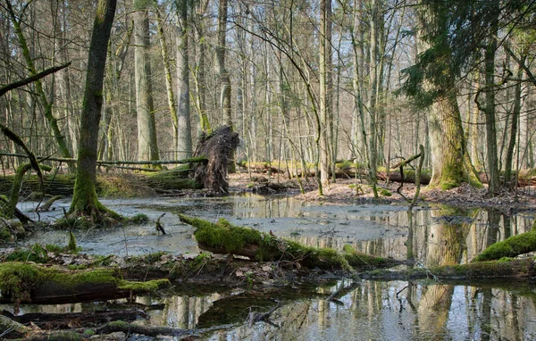 Lente Landschap Van Bialowieza Bos Polen Europa — Stockfoto