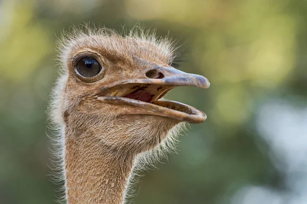 Struzzo Somalo Struthio Molibdophanes Lago Baringo Kenya Africa Orientale — Foto Stock