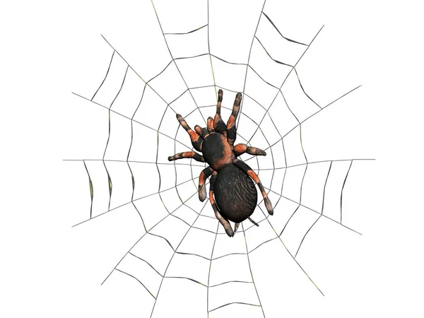 Tarantula Strašidelný Hmyz — Stock fotografie